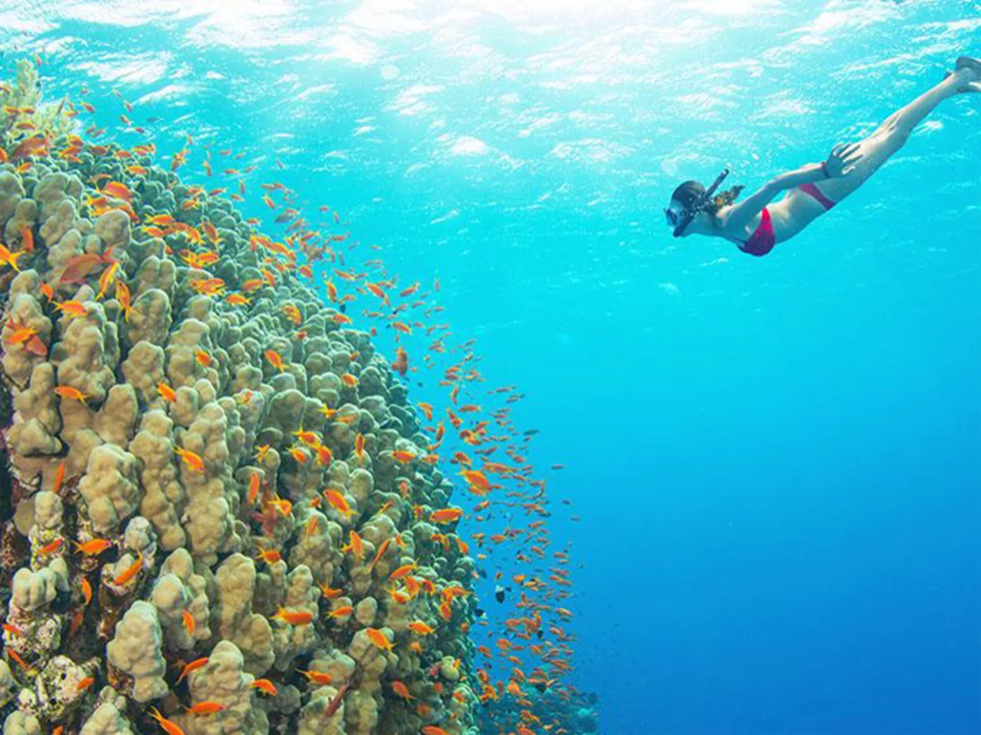 Snorkelling in the Mnemba marine reserve