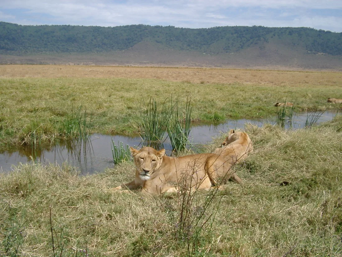 Safari in Mikumi National Park